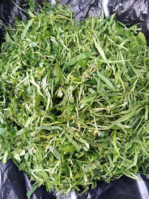 Afang – per bunch