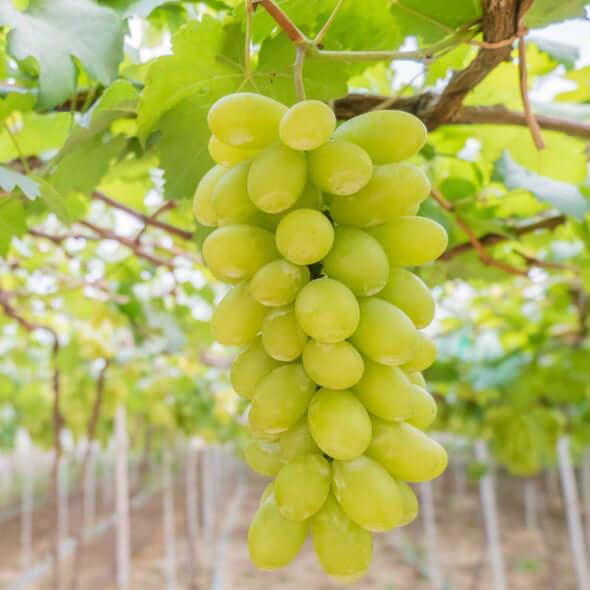 Seedless Grapes