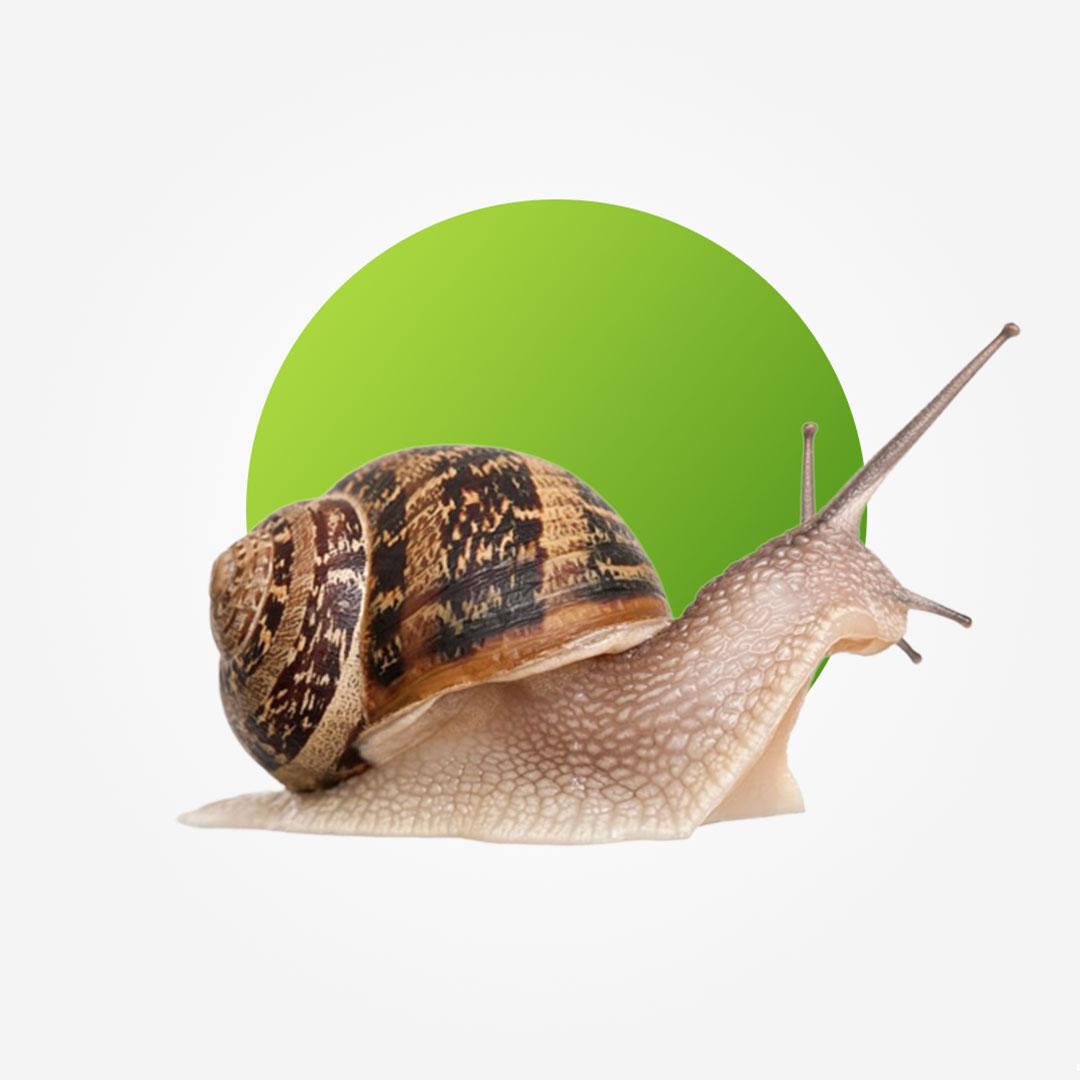Snail (XS)