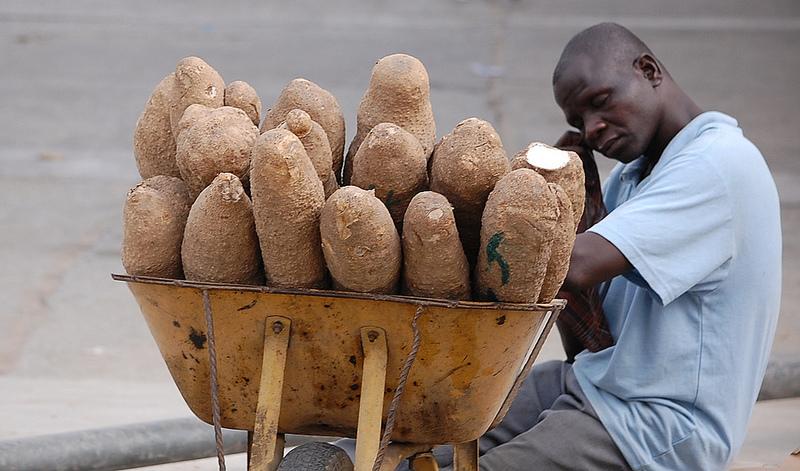 Yam – New yam